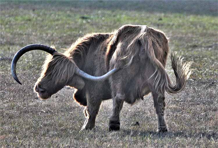 highland cattle